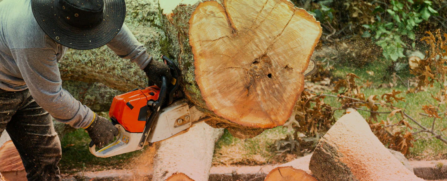 cutting tree trunk using a chainsaw