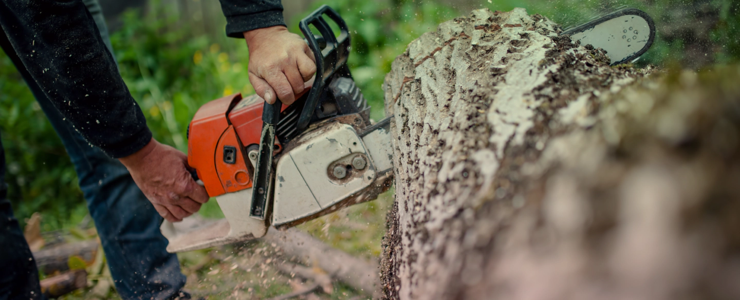 man cutting a tree using chainsaw