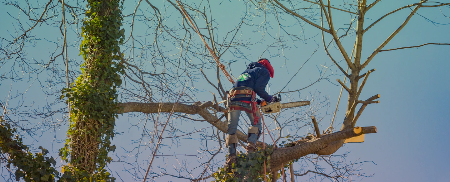 man cutting hazardous tree branches