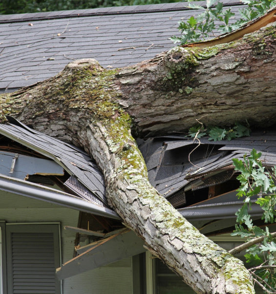 tree fall in a house roof