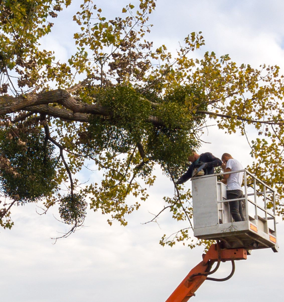 two men removing hazardous tree branches